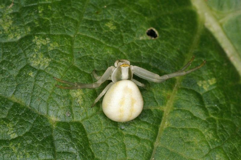 Misumena_vatia_D5211_Z_89_Les Gris_Frankrijk.jpg